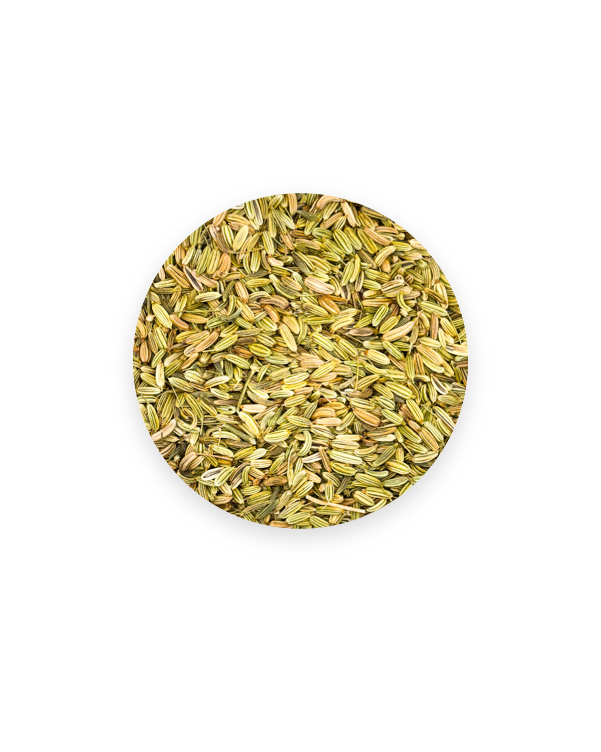 Fenouil