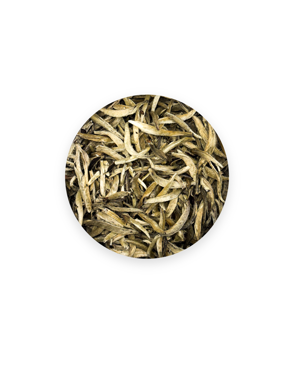 Silver Needle