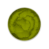 Matcha MIDORI (ceremonial grade)